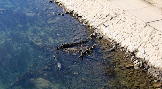 Натуральные экстракты бамии и пажитника удаляют микропластик из воды