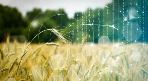 Ученые-генетики получили пшеницу, которая может сама себя удобрять
