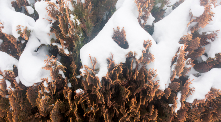 Физиологическая засуха туи западной зимой