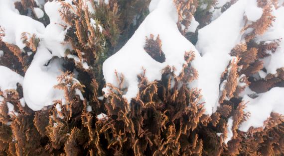 Весенние солнечные ожоги или физиологическая засуха, что на самом деле происходит с туей