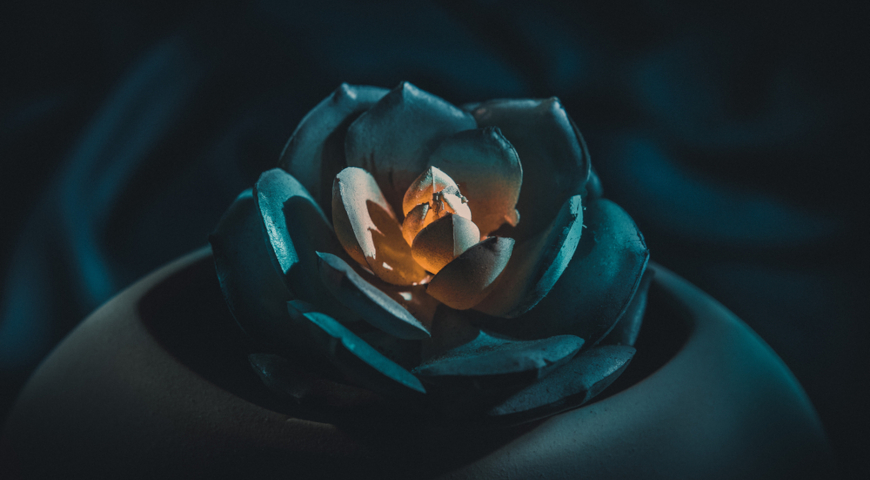 Суккулент, ночная съемка