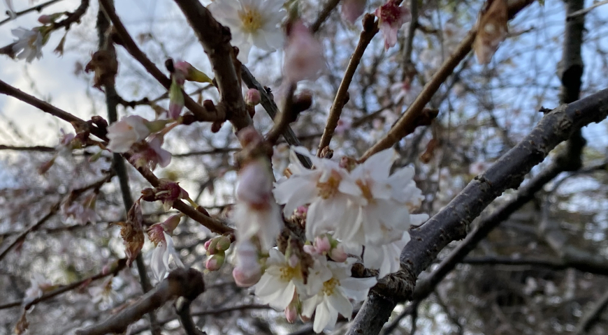 Осеннецветущая вишня (Prunus ? subhirtella) 