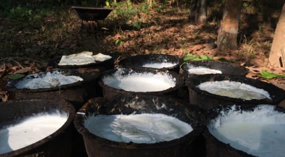 Ученые восстановили древний метод приготовления йогурта с помощью муравьев