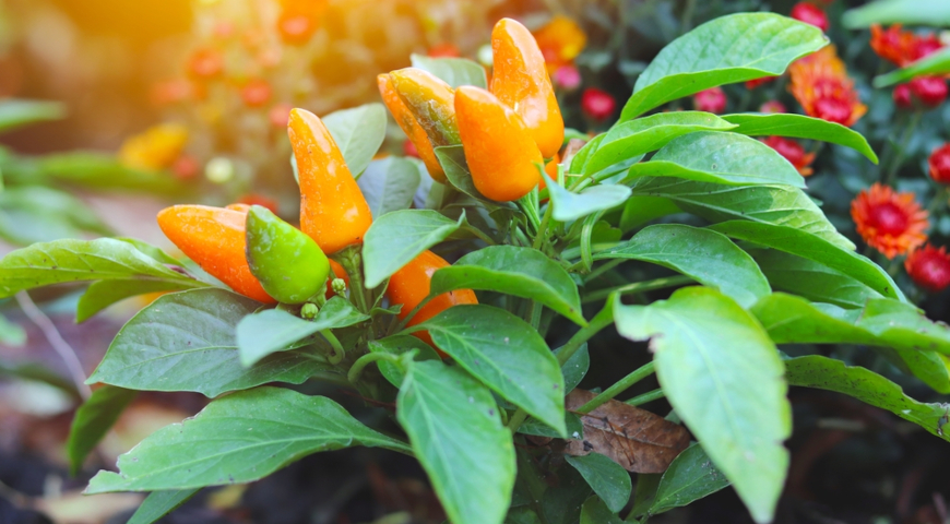 Урожай декоративного перца на подоконнике