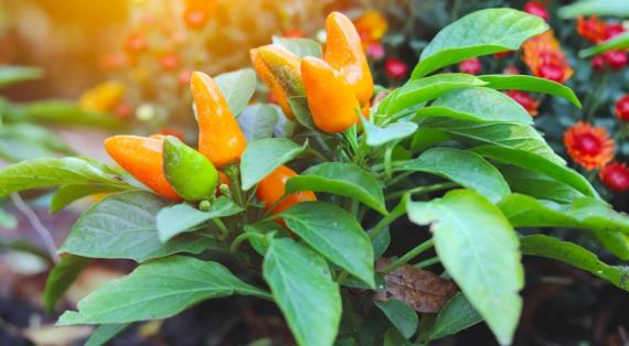 Самые интересные новинки семян кустарникового и сладкого перца, обзор на 2026 год