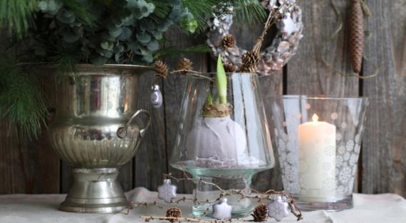 Луковицы гиппеаструма в воске