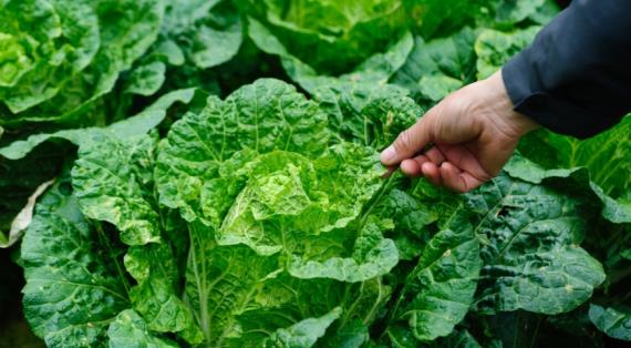 Сорта и гибриды капусты для квашения и здоровья, выбор экспертов на 2026 год