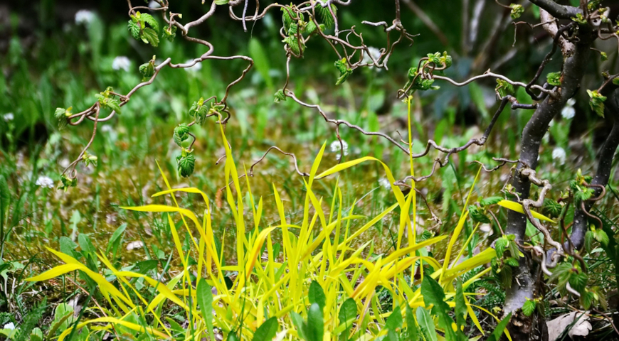 Бор развесистый (Milium effusum) форма Aureum