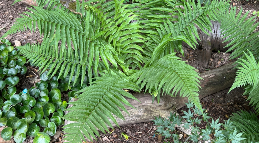 Щитовник мужской (Dryopteris filix-mas)