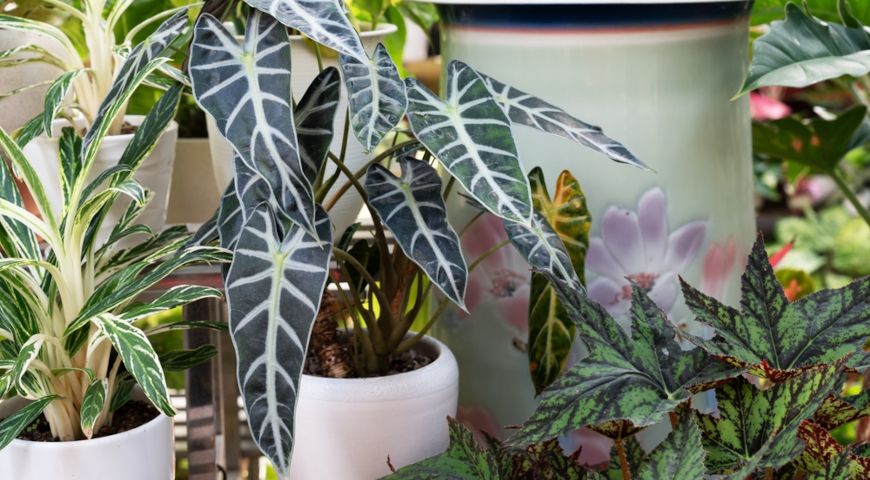 Алоказия амазонская амазоника (Alocasia amazonica) Bambino, ароидные