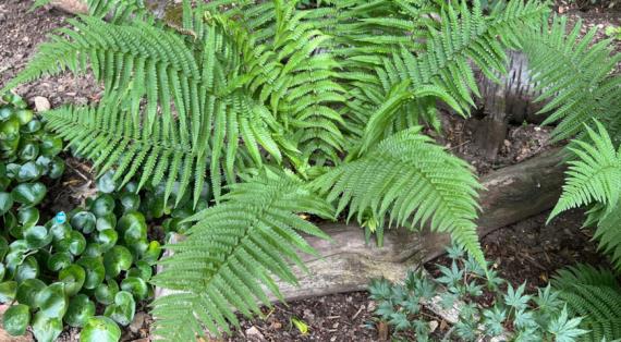 Щитовник, дриоптерис