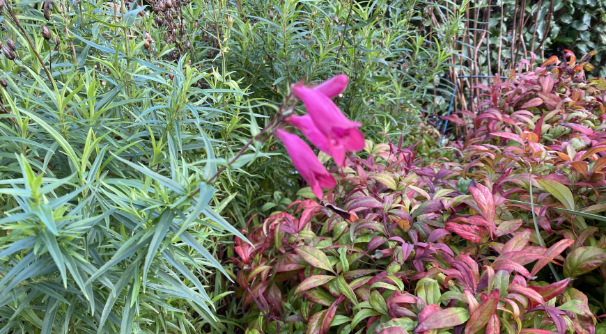 Пенстемон бородатый (Penstemon barbatus)