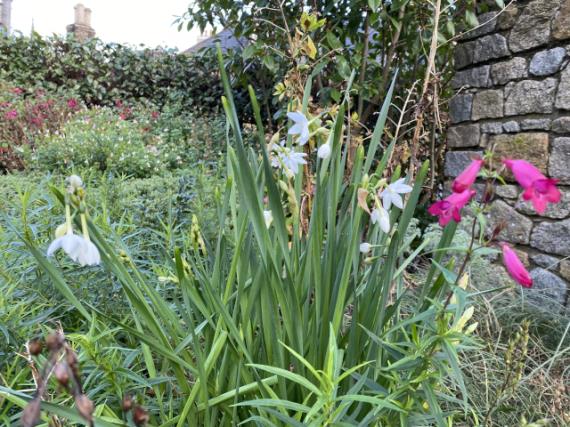 Нарцисс бумаговидный, или бумажный