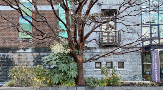 Фатсия японская