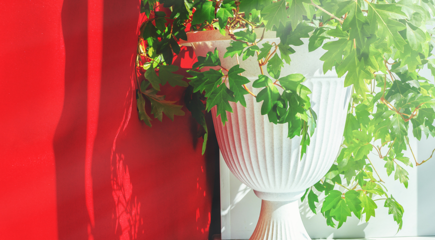 Циссус ромбический (Cissus rhombifolia)