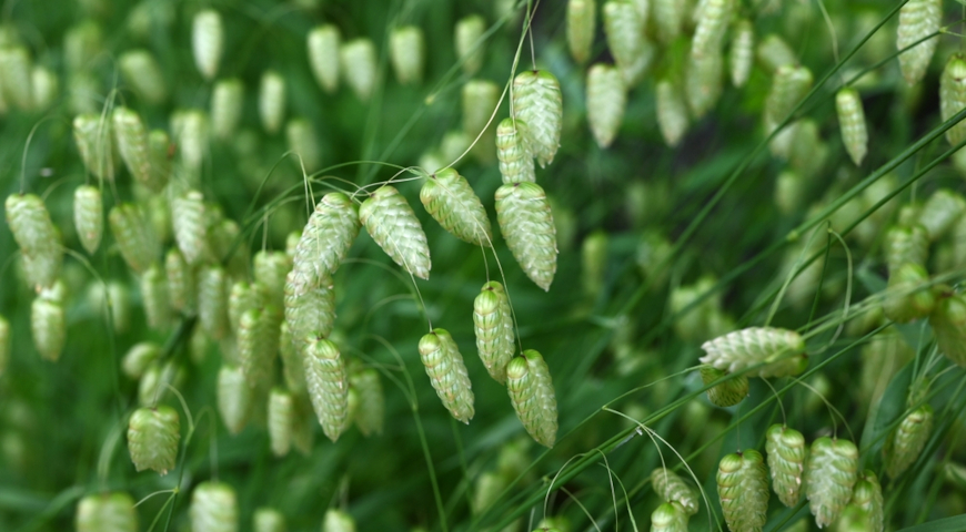 Трясунка большая (Briza maxima) 