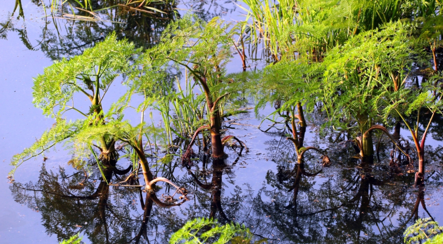 Омежник болотный, водный (Oenanthe aquatica)
