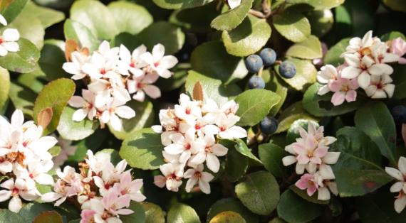 Рафиолепис