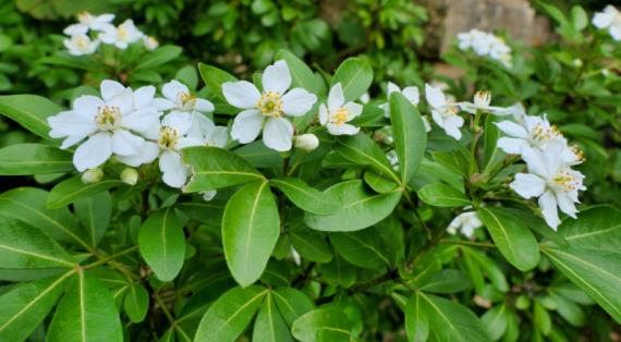 Шуазия тройчатая, мексиканский апельсин