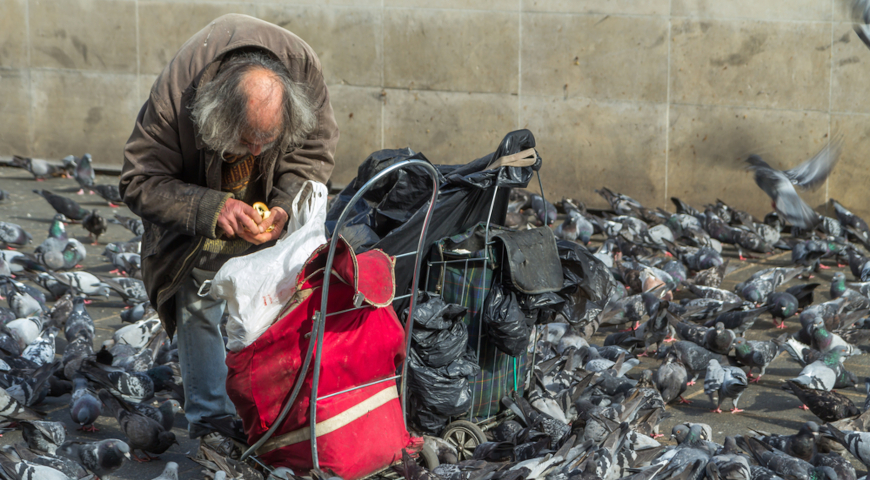 Кормление голубей в неположенном месте, экология