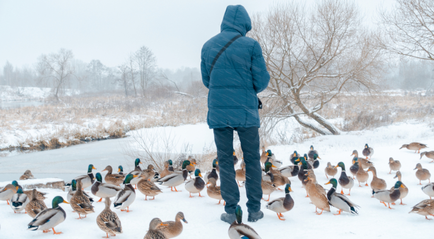 Кормление уток зимой около пруда