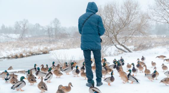 Чем кормить уток зимой в городе: советы орнитолога и мифы о хлебе