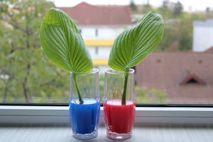 Листовое черенкование хосты, правда или миф