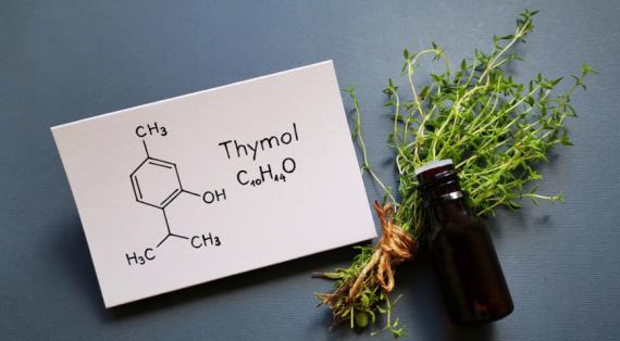 Российские ученые превращают экстракт тимьяна в лекарство