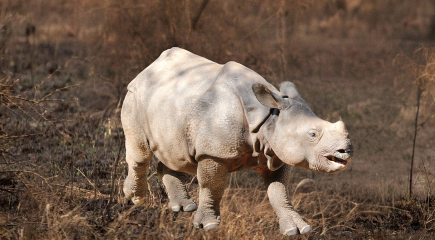 Яванский носорог (Rhinoceros sondaicus)