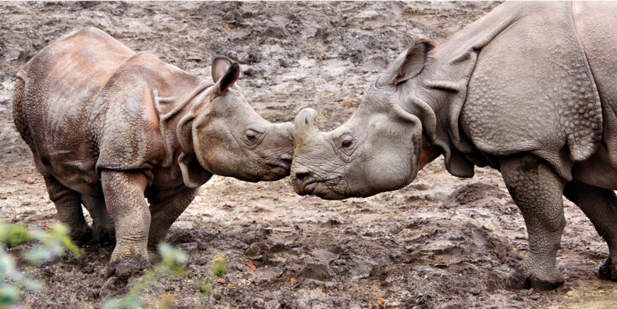Яванский носорог (Rhinoceros sondaicus), вид на грани исчезновения
