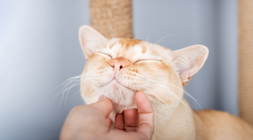 Кошка мурлычит