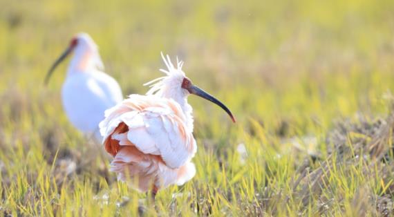 Красноногий ибис (Nipponia nippon), вид под угрозой исчезновения