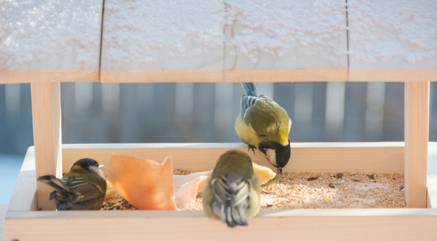 Синицы зимой едят зало, птичий корм зимой