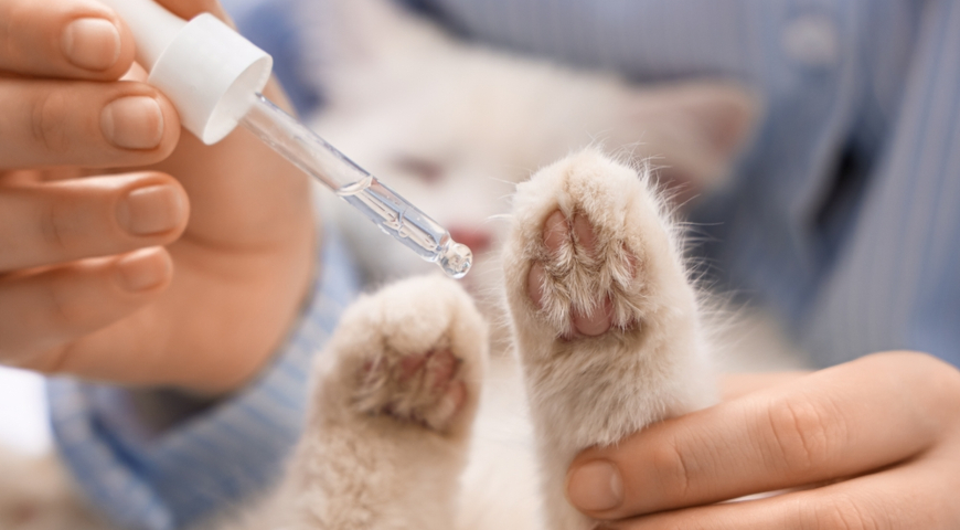 Уход за кошачьими когтями