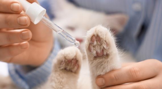 Уход за кошачьими когтями