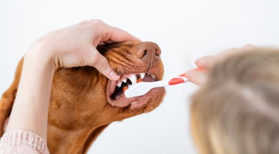 Зубной налет у домашних животных