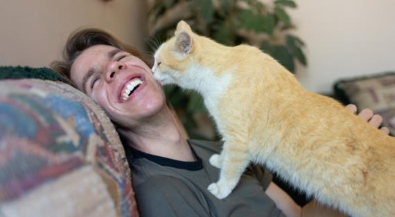 Общительные и дружелюбные породы кошек