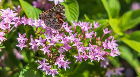 Пентас ланцетолистный (Pentas lanceolata) 