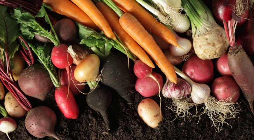 Обзор сортов корнеплодов и картофеля