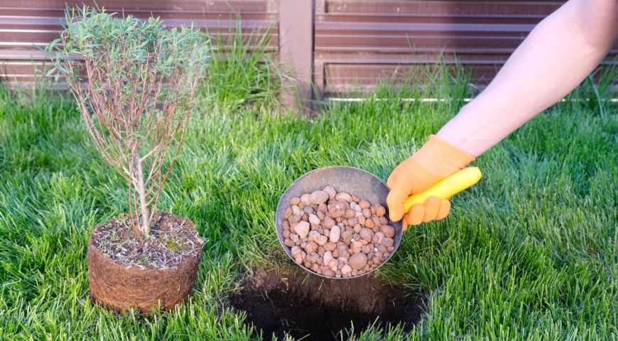 Заполнение посадочной ямы дренажным материалом