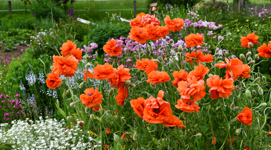 Мак восточный (Papaver orientale) в цветнике