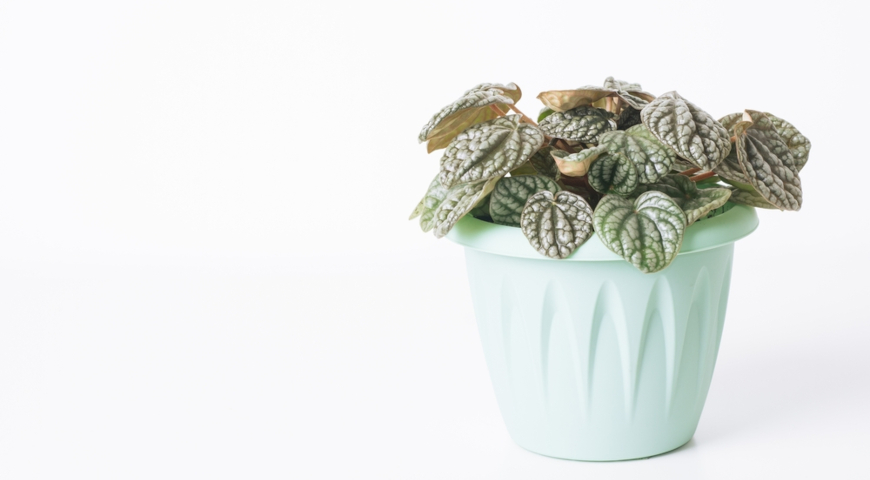 Пеперомия сморщенная (Peperomia caperata) Burbella