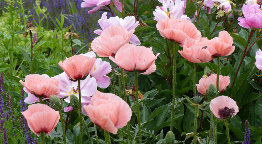 Мак восточный (Papaver orientale) Patty's Plum
