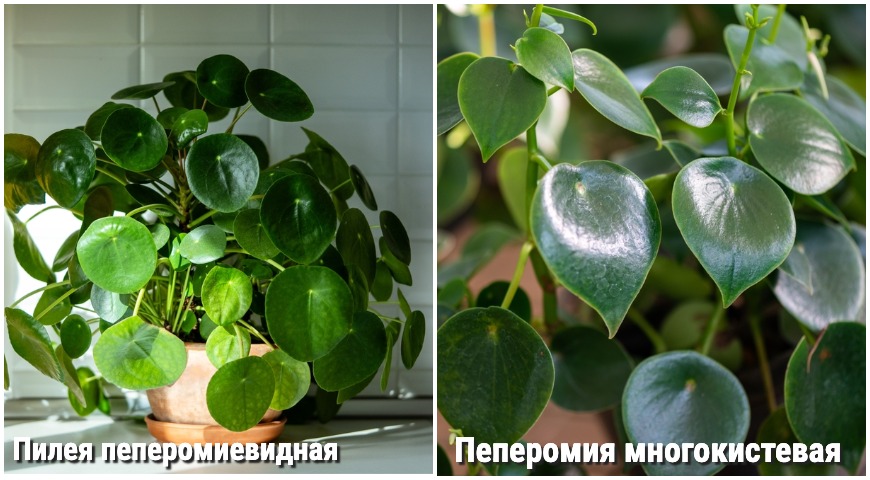 Пилея пеперомиевидная (Pilea peperomioides) и пеперомия многокистевая Рейндроп (Peperomia polybotrya)