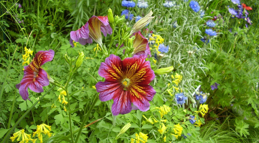 Сальпиглоссис выемчатый (Salpiglossis sinuata)