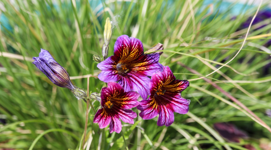 Сальпиглоссис выемчатый (Salpiglossis sinuata)