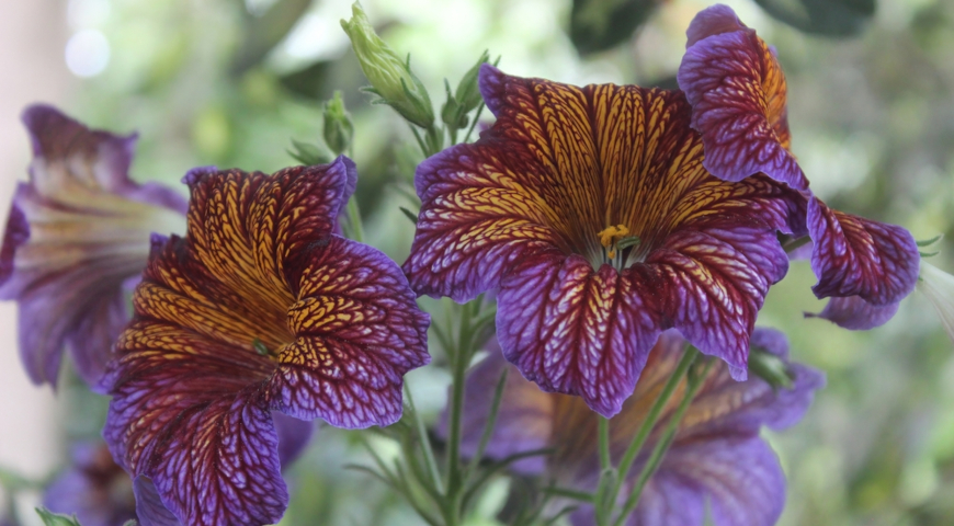 Сальпиглоссис выемчатый (Salpiglossis sinuata), редкие однолетники
