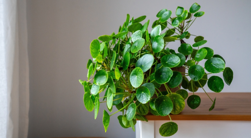 Пилея пеперомиевидная (Pilea peperomioides)