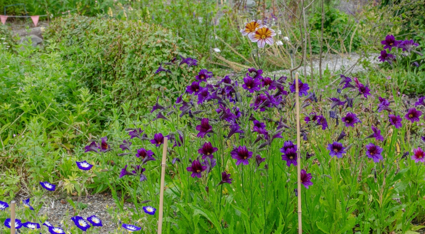 Сальпиглоссис выемчатый (Salpiglossis sinuata)