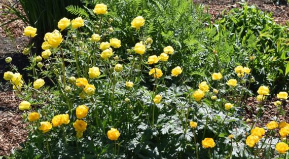 Купальница